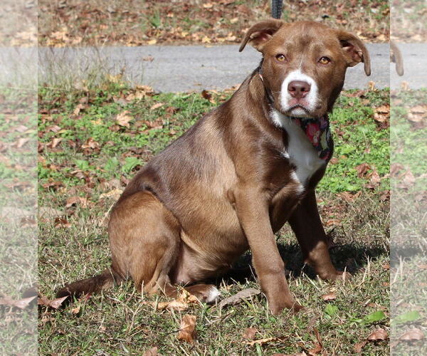Medium Photo #4 Labrador Retriever-Unknown Mix Puppy For Sale in Prattville, AL, USA