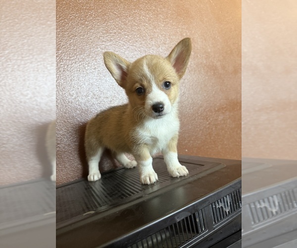 Medium Photo #4 Pembroke Welsh Corgi Puppy For Sale in CASA GRANDE, AZ, USA