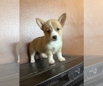 Small #3 Pembroke Welsh Corgi