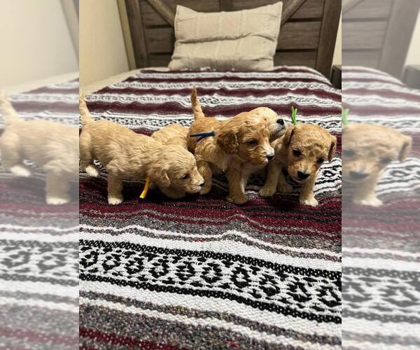 Medium Photo #2 Bichon Frise Puppy For Sale in VANCOUVER, WA, USA