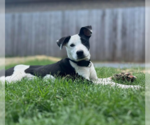 Small #25 Australian Shepherd Mix