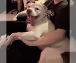 Small #10 American Pit Bull Terrier-Bulldog Mix