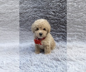 Poodle (Toy) Puppy for sale in JEFFERSONVILLE, IN, USA