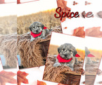 Puppy Spice Pyredoodle
