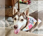 Small #1 Siberian Husky Mix