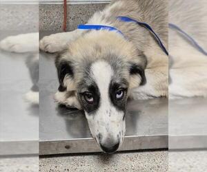 Anatolian Shepherd-Unknown Mix Dogs for adoption in Bakersfield, CA, USA