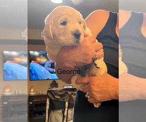 English Cream Golden Retriever Puppy for sale in PEORIA, AZ, USA
