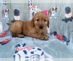 Small #7 Golden Retriever