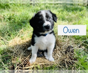 Border Collie Puppy for Sale in AUSTIN, Texas USA