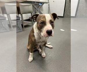 American Pit Bull Terrier-Unknown Mix Dogs for adoption in Corpus Christi, TX, USA