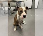 Small American Pit Bull Terrier Mix
