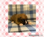 Puppy Light Yellow Boxer