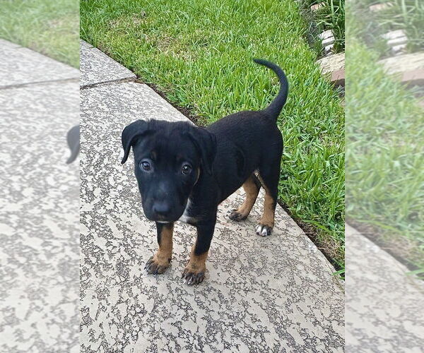 Medium Photo #4 German Shepherd Dog-Unknown Mix Puppy For Sale in Lakewood, CO, USA