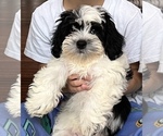 Small Photo #3 Zuchon Puppy For Sale in UTICA, MI, USA