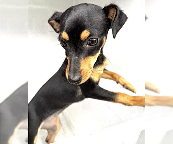 Medium Photo #1 Miniature Pinscher Puppy For Sale in Houston, TX, USA