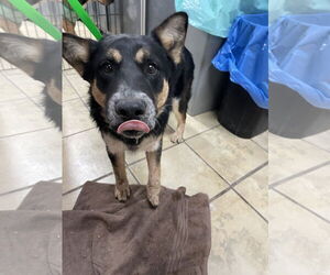 Border Collie-Texas Heeler Mix Dogs for adoption in El Centro, CA, USA