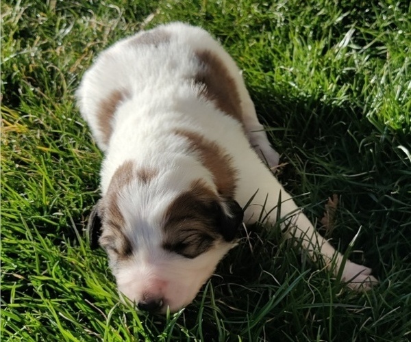Medium Photo #1 Border Collie-Great Pyrenees Mix Puppy For Sale in BOISE, ID, USA