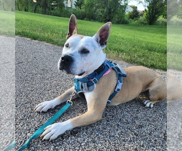 Medium Photo #3 American Pit Bull Terrier Puppy For Sale in Minneapolis, MN, USA