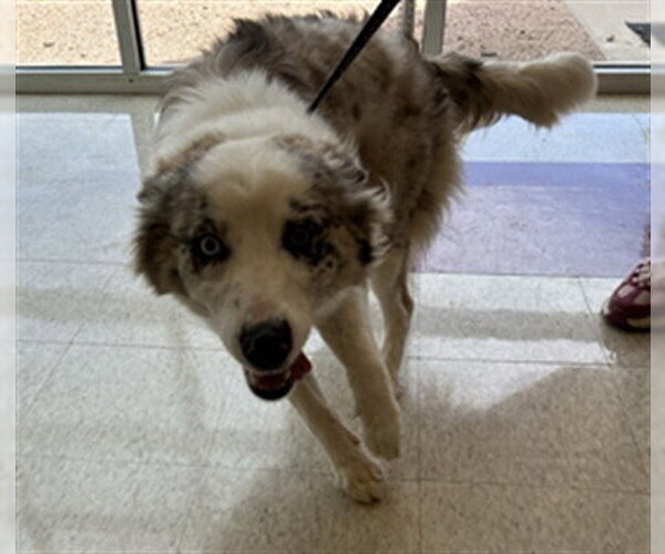 Medium Photo #1 Australian Shepherd-Unknown Mix Puppy For Sale in Plano, TX, USA
