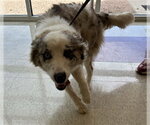 Small Australian Shepherd Mix