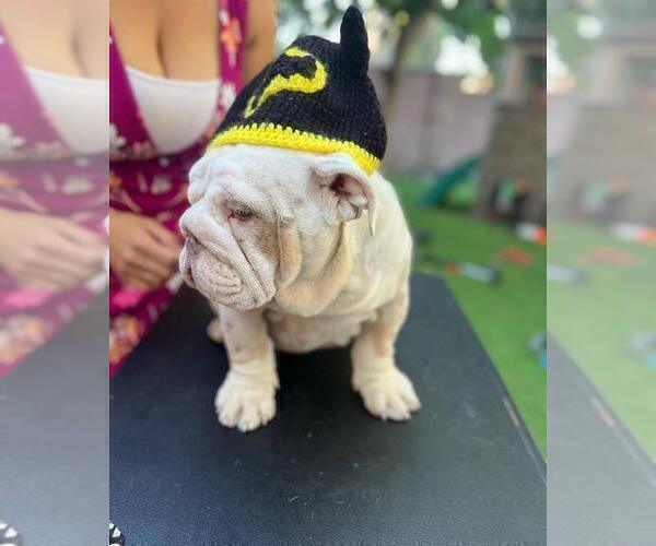 Medium Photo #10 English Bulldog Puppy For Sale in SANTA ANA, CA, USA