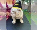 Small Photo #10 English Bulldog Puppy For Sale in SANTA ANA, CA, USA