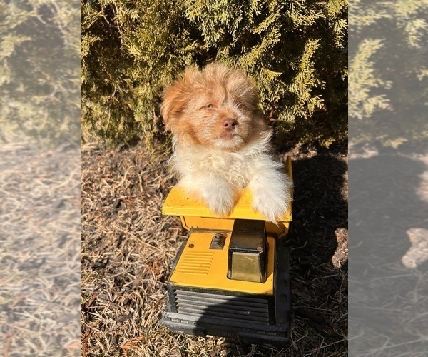 Medium Photo #5 Shiranian Puppy For Sale in MIDDLEBURY, IN, USA
