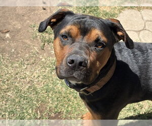 Mutt Dogs for adoption in Tulsa, OK, USA