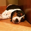 Small Photo #1 Beagle Puppy For Sale in CHESTER, CT, USA