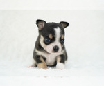 Small Photo #11 Chihuahua Puppy For Sale in UNION GROVE, NC, USA