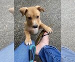 Small Photo #5 Labrador Retriever-Unknown Mix Puppy For Sale in Darlington, MD, USA