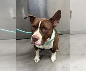 Mutt Dogs for adoption in Forestville, MD, USA