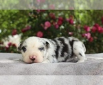 Puppy Topaz Australian Shepherd