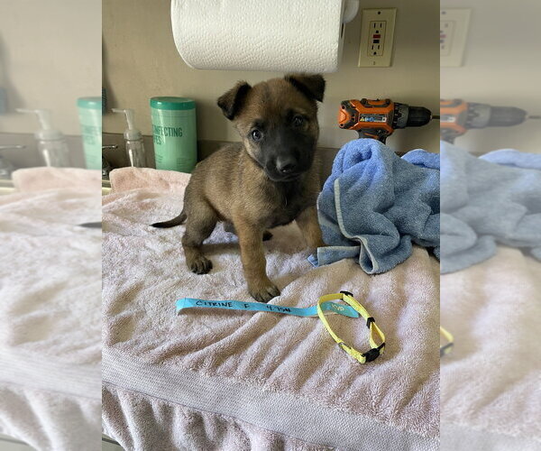 Medium Photo #1 Mutt Puppy For Sale in Imlay City, MI, USA