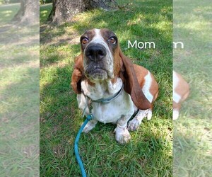 Mother of the Basset Hound puppies born on 03/16/2026