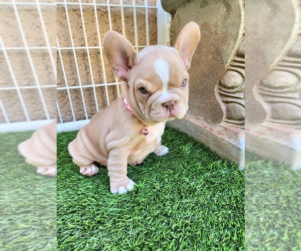 Medium Photo #16 French Bulldog Puppy For Sale in LAS VEGAS, NV, USA