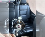Small Photo #1 Cavapoo Puppy For Sale in BOGATA, TX, USA