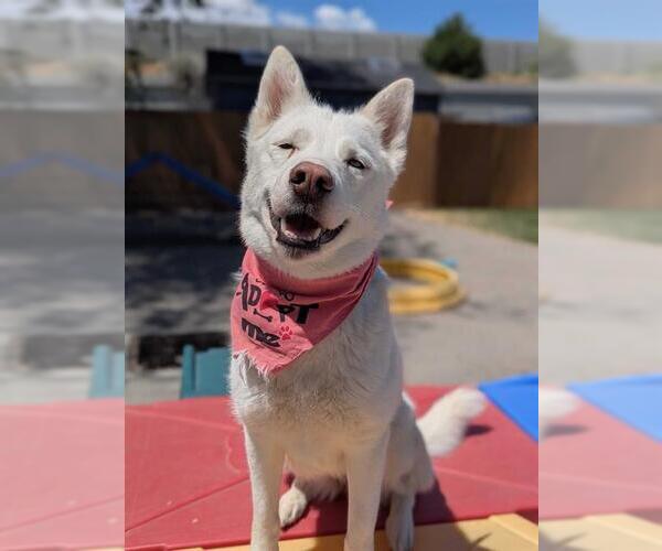 Medium Photo #2 Siberian Husky Puppy For Sale in West Valley, UT, USA