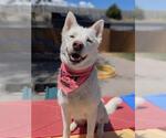 Small #1 Siberian Husky