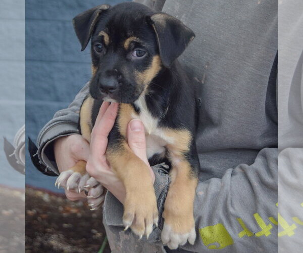 Medium Photo #3 American Staffordshire Terrier-German Shepherd Dog Mix Puppy For Sale in Huntley, IL, USA