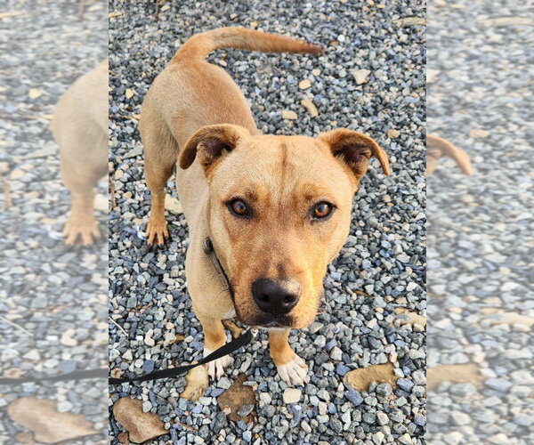 Medium Photo #1 Mutt Puppy For Sale in Walnutport, PA, USA