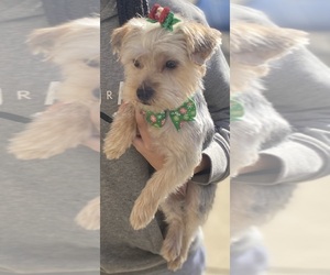 Mother of the Yorkshire Terrier puppies born on 08/21/2026