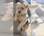 Small Photo #1 Yorkshire Terrier Puppy For Sale in ROCK HILL, SC, USA