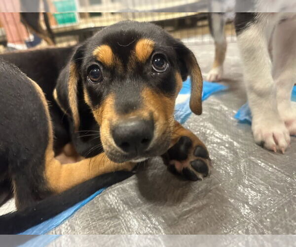 Medium Photo #4 Mutt Puppy For Sale in Plainfield, IL, USA