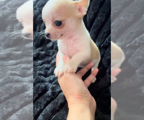 Medium Photo #5 Chihuahua Puppy For Sale in ADAMSVILLE, TN, USA