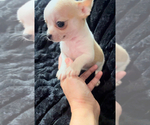 Small #4 Chihuahua