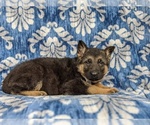 Small Photo #5 German Shepherd Dog Puppy For Sale in KIRKWOOD, PA, USA