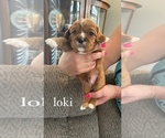 Small Photo #2 Cavalier King Charles Spaniel Puppy For Sale in FREDERICKSBURG, TX, USA