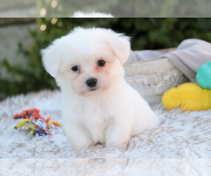 Coton de Tulear Puppy for sale in SYRACUSE, IN, USA