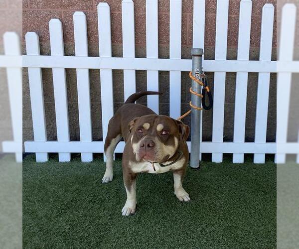 Medium Photo #1 Mutt Puppy For Sale in Modesto, CA, USA